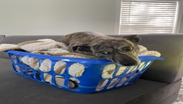 A dog sitting in a laundry basket.