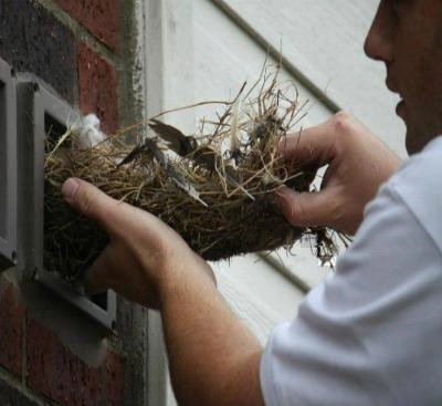 A person holding a bird's nest pulled out of a dryer vent.