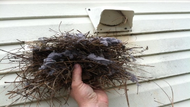 A person holding a bird's nest pulled out of a dryer vent.