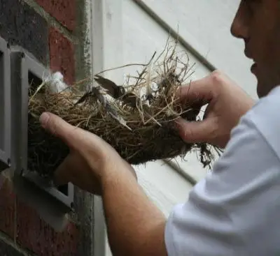 Bird nesting in Vent