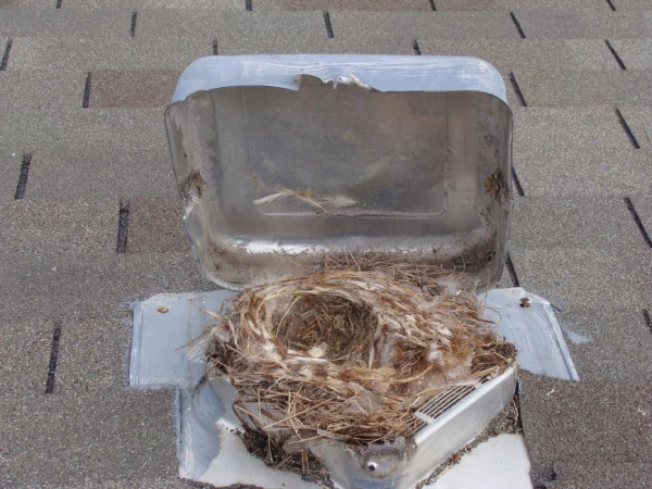 A picture of a brids nest in a dryer vent cap.