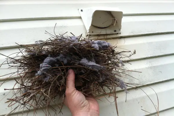 A person holding a bird's nest pulled out of a dryer vent.