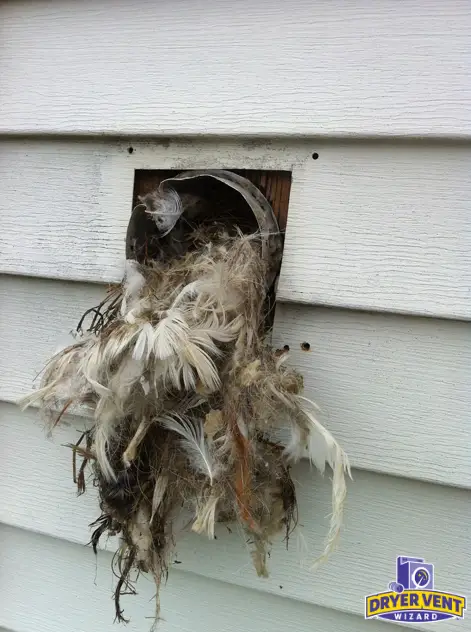 A bird's nest built in a dryer vent exhaust.