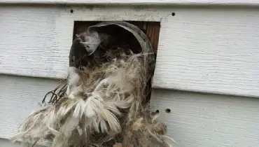 A bird's nest built in a dryer vent exhaust.