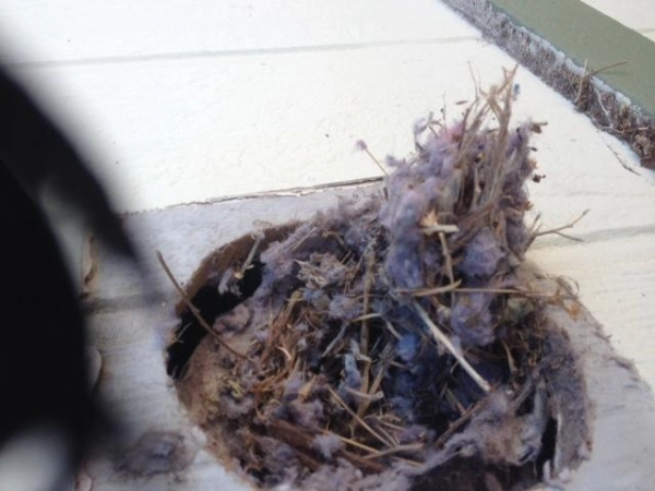 A bird's nest built in a dryer vent.