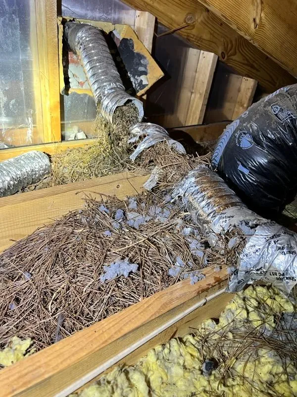 A broken dryer vent in an attic.