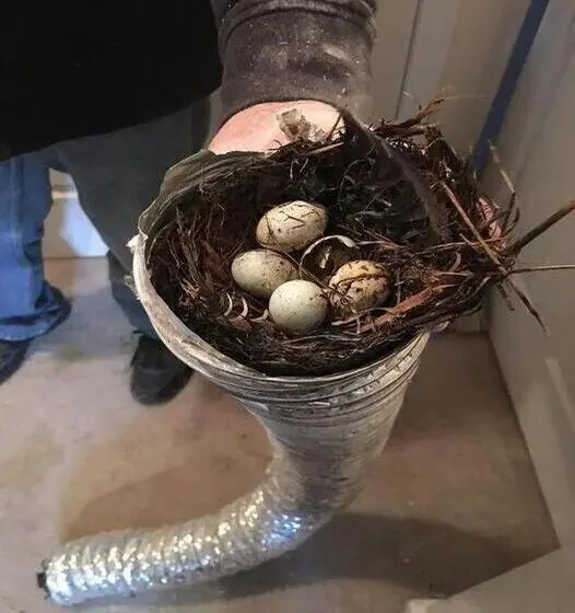 A picture of a bird's nest built in a dryer vent.