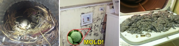 Hidden allergens in your home-collage of mold, lint, animal droppings.